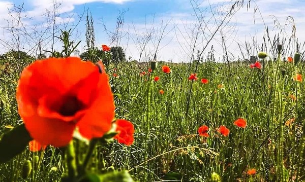 COQUELICOTS 2