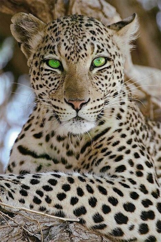 LEOPARD