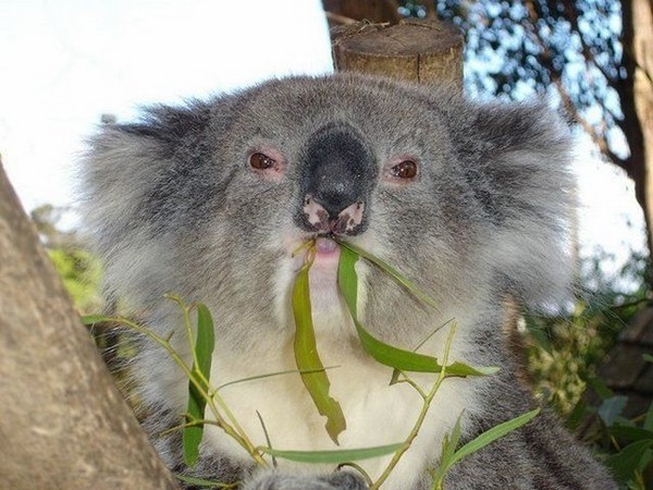 KOALA