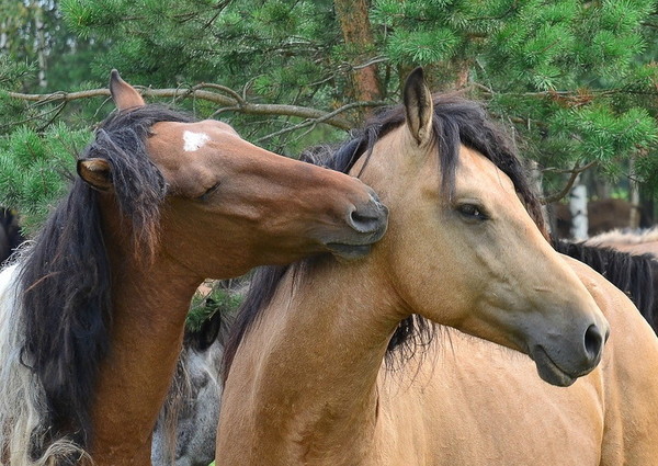 CHEVAUX