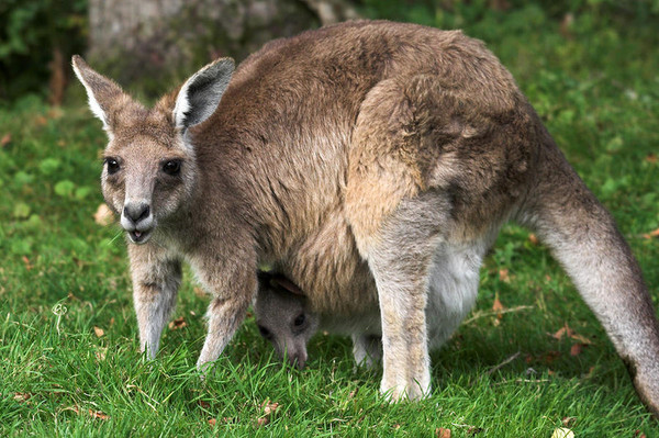 KANGOUROUS