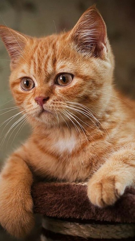 CHAT 7