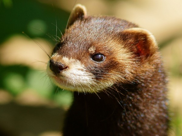 FURET