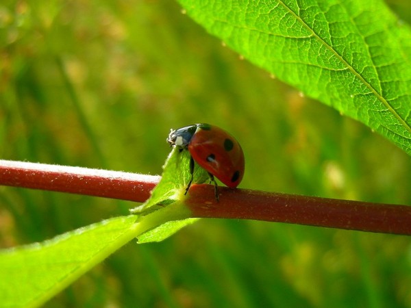 COCCINELLE