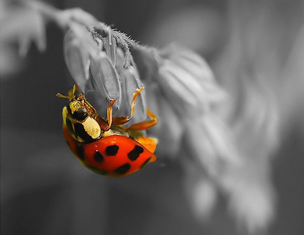 COCCINELLE