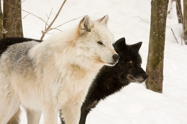 LOUPS