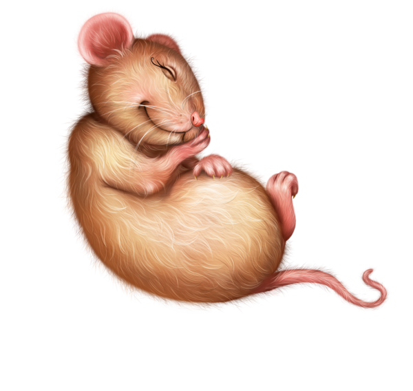 SOURIS RAT HAMSTER... 2