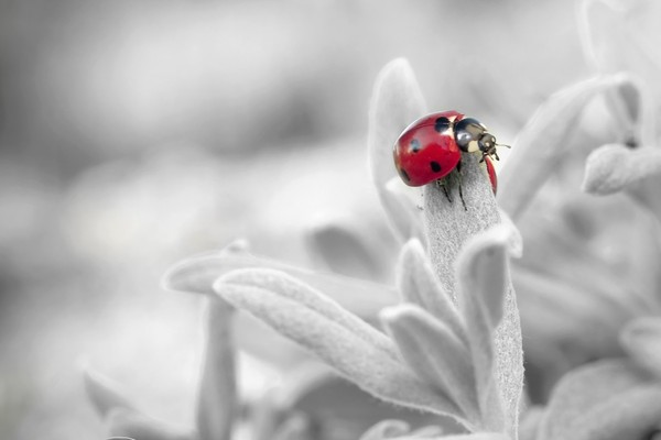 COCCINELLE 2