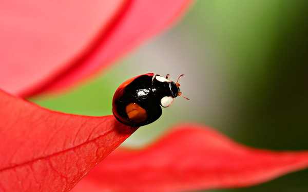 COCCINELLE