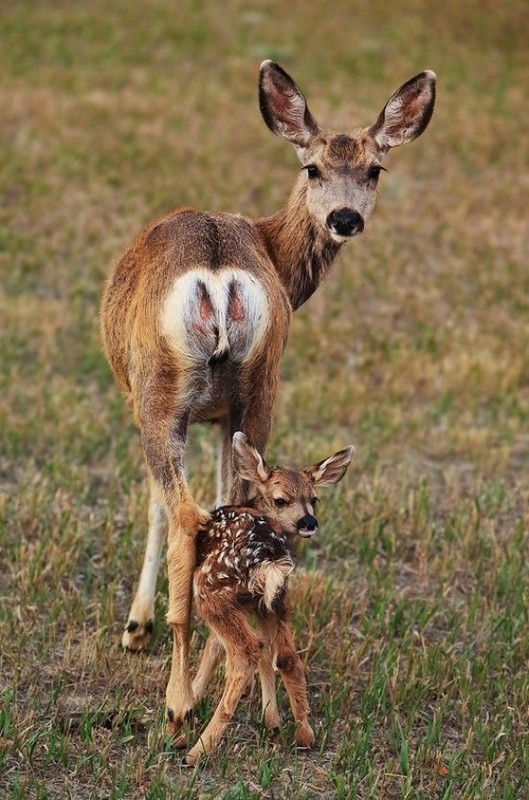 BICHE ET FAON