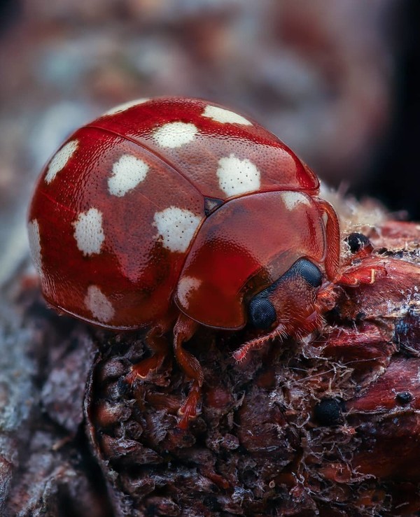 COCCINELLE 2