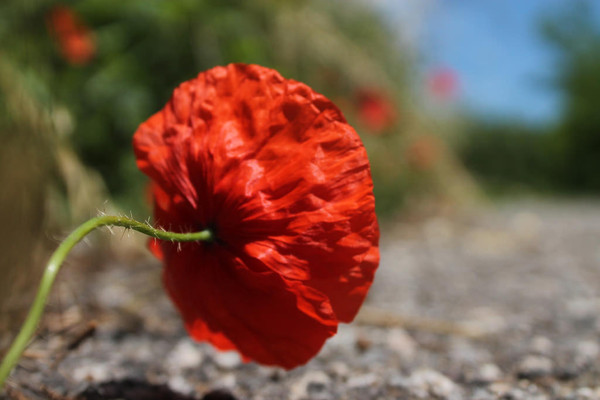 COQUELICOT