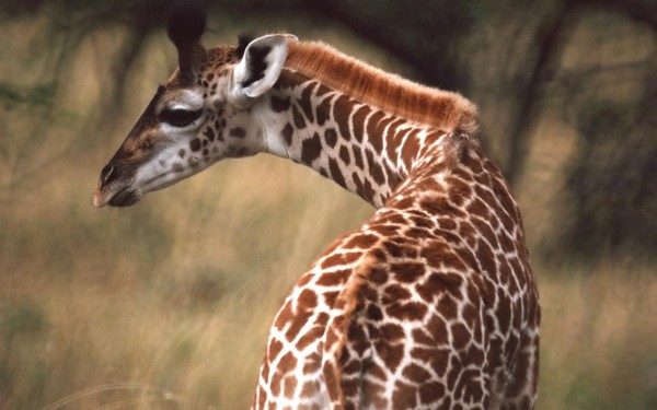 GIRAFE