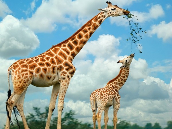 GIRAFES