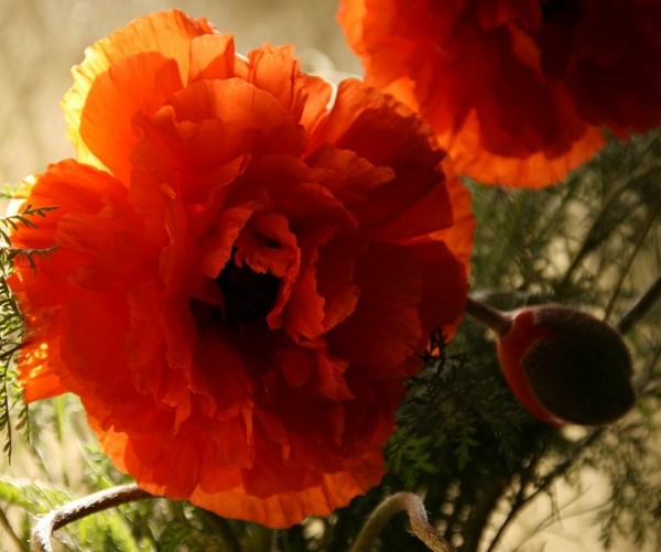 COQUELICOTS