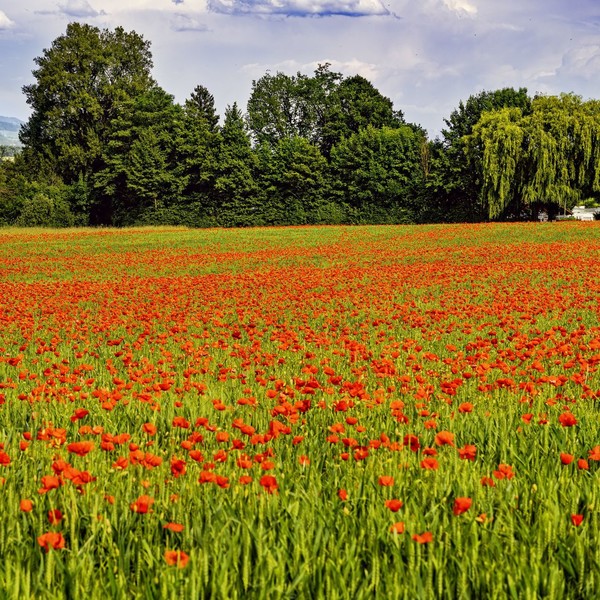COQUELICOTS 2