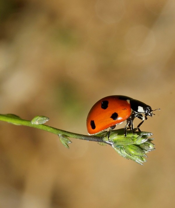 COCCINELLE