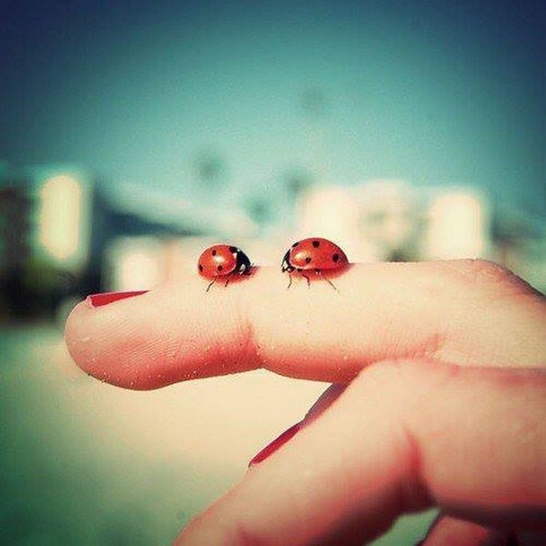 COCCINELLES