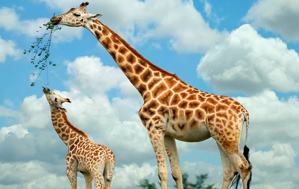 GIRAFES