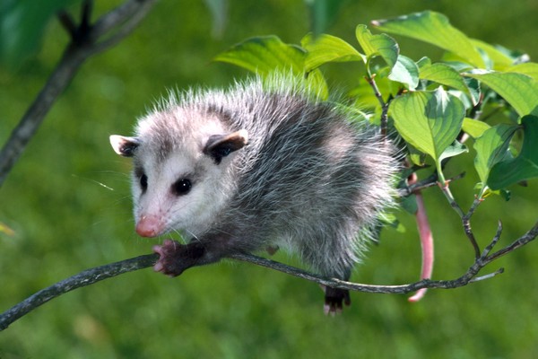 OPPOSSUM