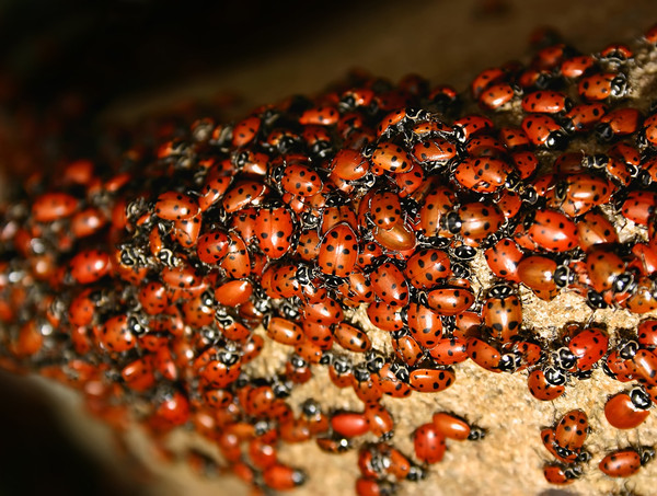 COCCINELLES