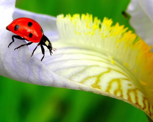 COCCINELLE