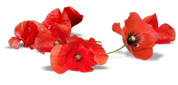 COQUELICOTS