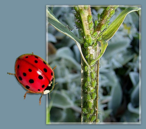 COCCINELLE