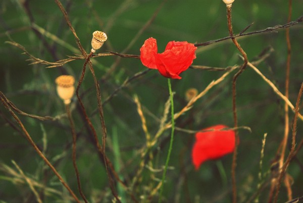 COQUELICOTS