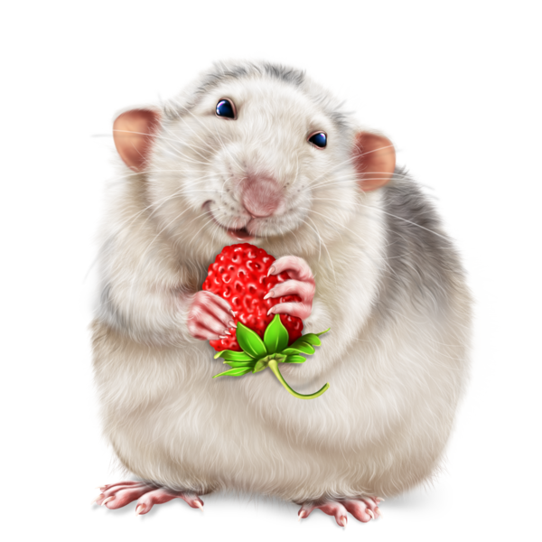 SOURIS RAT HAMSTER... 2