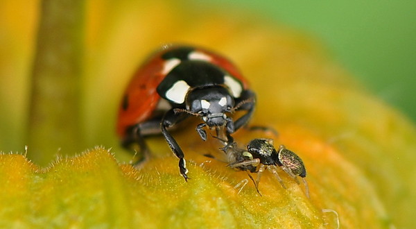 COCCINELLE