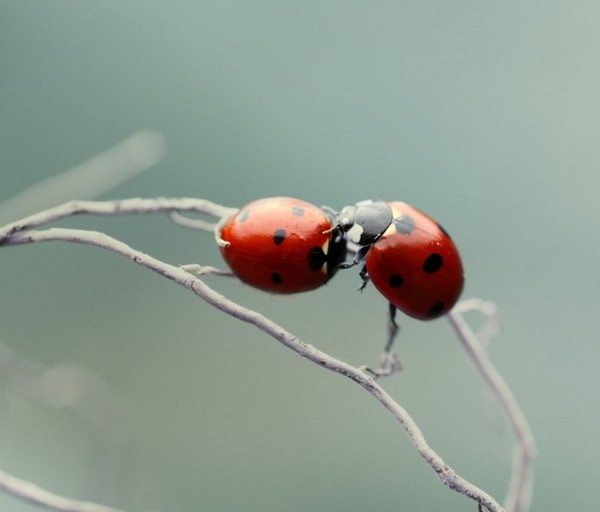 COCCINELLES