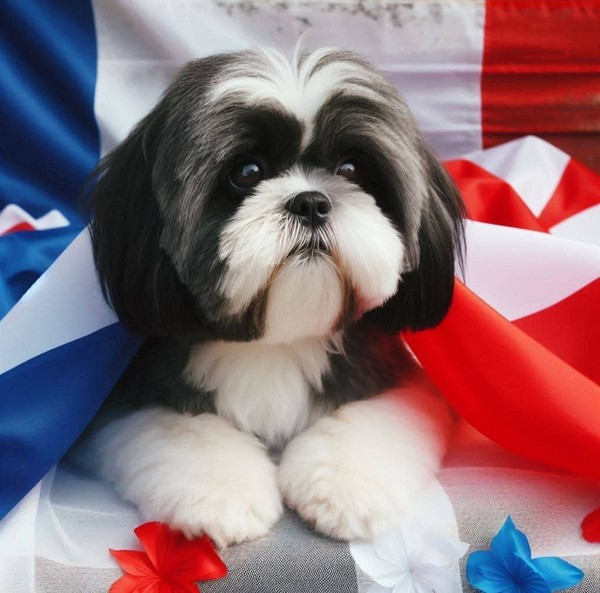 CHIEN 5