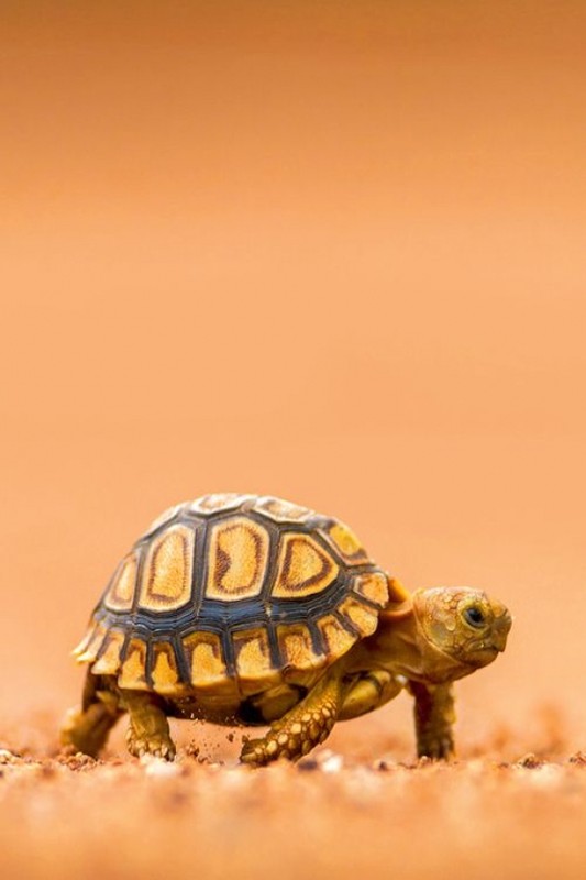 TORTUE