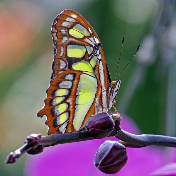 PAPILLON