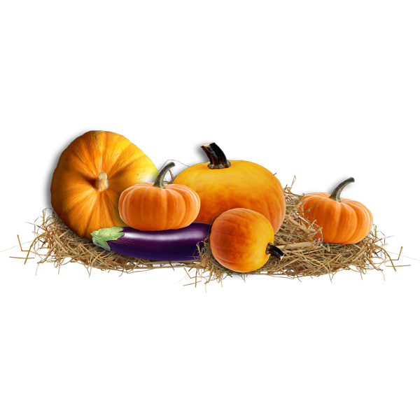 TUBE HALLOWEEN CITROUILLES