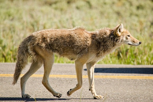 COYOTE