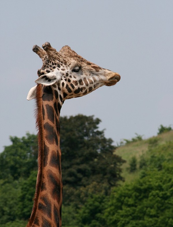 GIRAFE