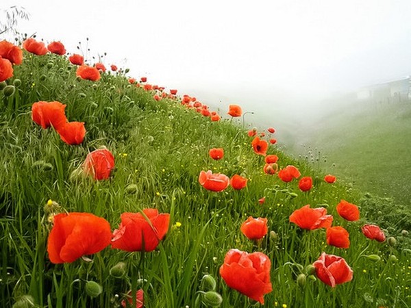 COQUELICOTS