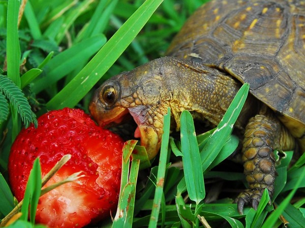 TORTUE