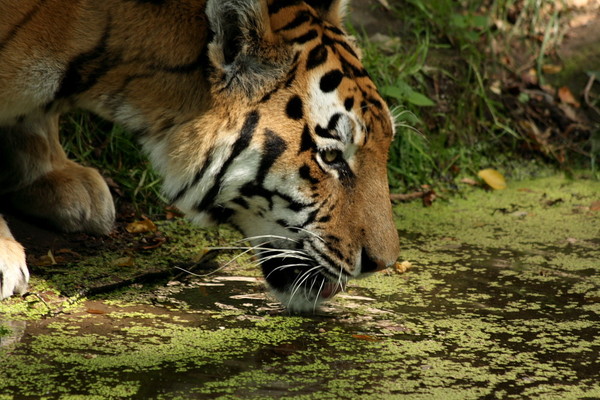 TIGRE