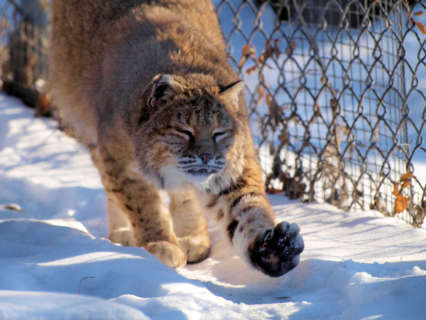 LYNX