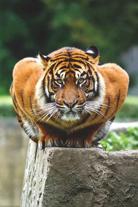 TIGRE