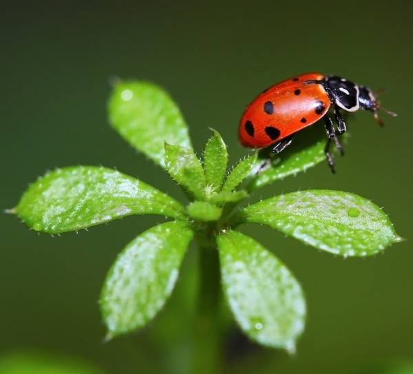 COCCINELLE