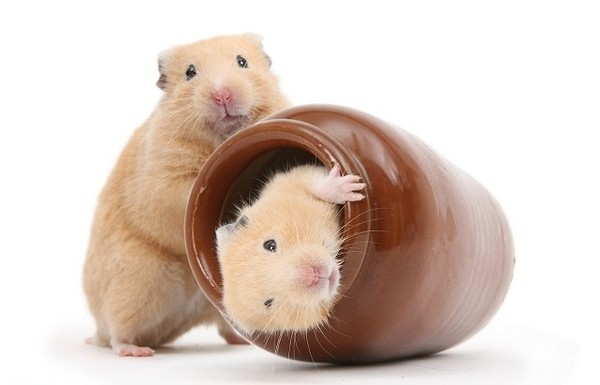 HAMSTERS