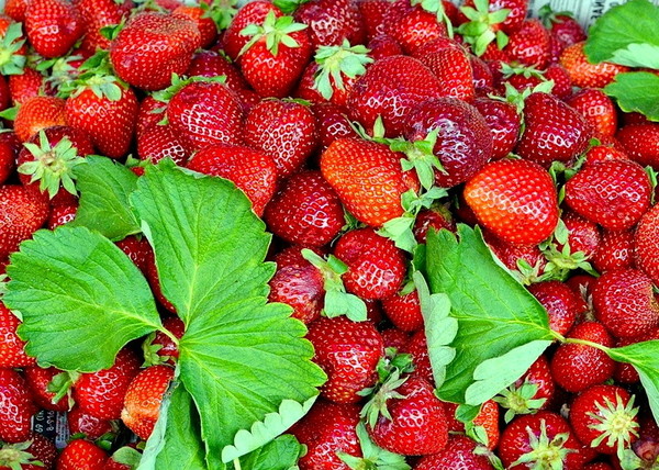 LES FRAISES