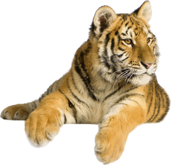 TIGRE