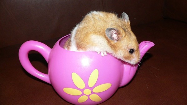 SOURIS RAT HAMSTER... 2