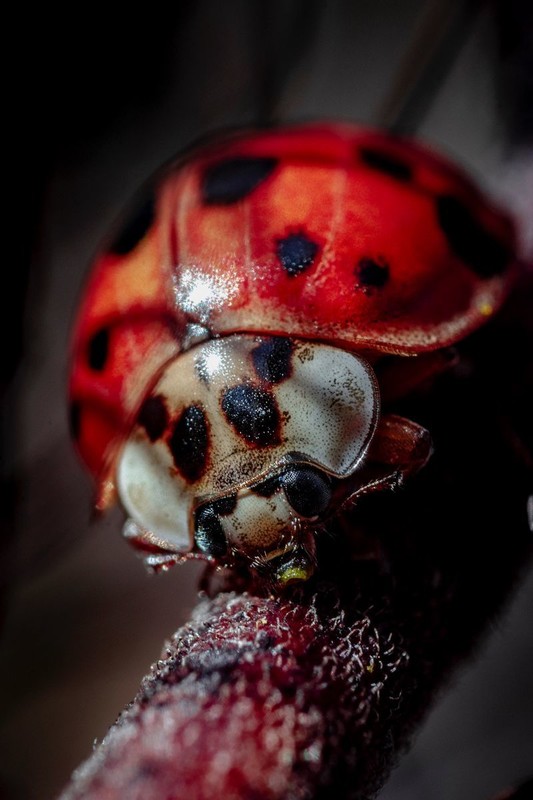 COCCINELLE 2