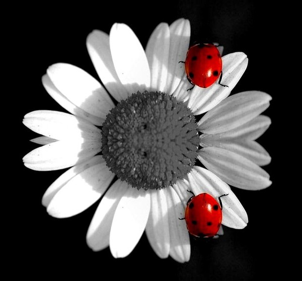 COCCINELLES